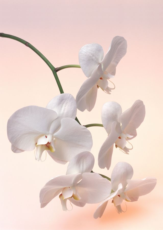 Фреска белая орхидея