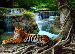 Фреска тигр у водопада